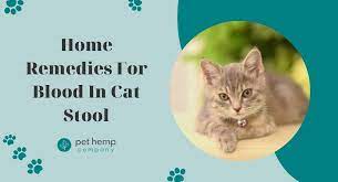 home remes for blood in cat stool