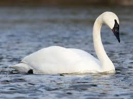 Can You Buy a Swan? 