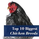 What are the top 10 biggest chickens?
