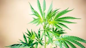 ¿cuáles son los 4 tipos de marihuana que existen? Der Gras Kreislauf Zu Jahresbeginn Wird Weniger Marihuana Konsumiert Mdr De