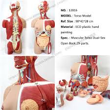 An overview of muscles and how they move. Cmam 12016 Torso 85cm Bisexuals Muscle 29 Parts Plastic Human Body Teaching Anatomical Model Torso Model Human Partshuman Model Aliexpress