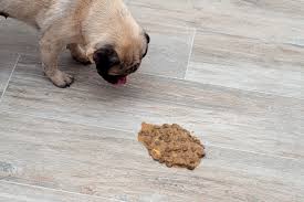 vomiting in pets how to manage it at