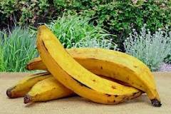 Is plantain a fruit and vegetable?