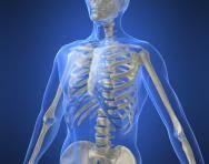 The skeleton is a framework of bones that provides protection, gives the body proper shape, and helps in the movement. Bones And Muscles Theschoolrun