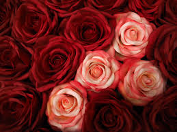 red roses wallpapers and backgrounds