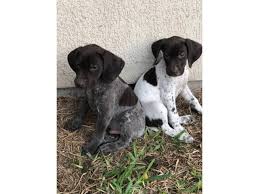 Wonderful hunting and family pets. 1 Male 1 Female German Shorthaired Pointer Puppies In Mcallen Texas Puppies For Sale Near Me