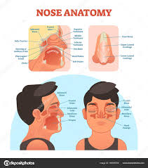 nose anatomy cal vector