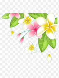 beautiful frangipani flowers plumeria