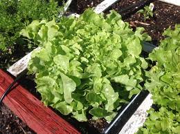 square foot garden ing for lettuce