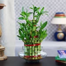 bamboo plants benefits nutrients