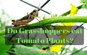 Do Graspers Eat Tomato Plants How