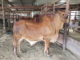 The brahman breed's development is an unparalleled success story. Brahman Cattle For Sale Home Facebook