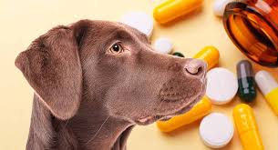 Rimadyl For Dogs What Is It Used For And How Does It Work