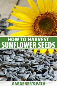 how to harvest sunflower seeds