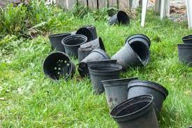 Can You Recycle Plant Pots Everyday