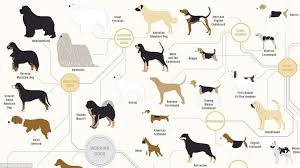 The Family Tree Of Dogs Chart Reveals How Every Breeds