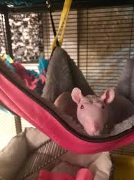 rat hammock diy off 60 free delivery