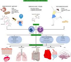Pathogenesis Of Anaphylaxis Mechanisms And Triggers Cells