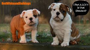 Puppy plush toy unit price: Save Yourself Some Pain Know The Bulldog Akc Standard