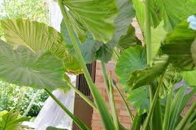 When watering, water until the water is draining freely from the drainage holes. Why Is My Elephant Ear Plant Drooping 5 Reasons The Practical Planter