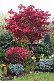 Acer Palmatum Osakazuki Tree In