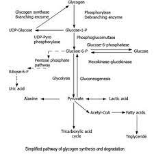 pdf glycogen storage diseases a brief