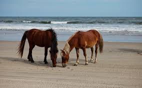 Embrace the beauty of the outer banks. Wild Horses Outer Banks Tour Sea Ranch Resort