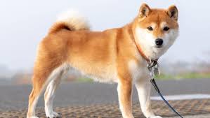 The 24h volume of shib is $33 100 000, while the shiba inu market cap is $13 067 747 600 which ranks it as #13 of all cryptocurrencies. Shiba Inu Dog Uk