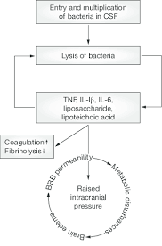 Simplified Diagram Of Pathophysiology In Bacterial