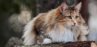 The norwegian forest cat (norwegian: Norwegian Forest Cat Cat Breed Information Characteristics And Facts