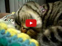 Cats can sleep in the craziest positions. Cats Snoring Normal Or Abnormal