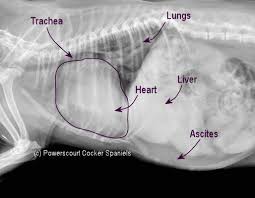 Image result for Picture of a dog having chest x-rays