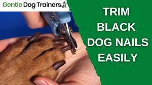 how to clip your dog s black nails