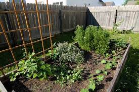 Vegetable Gardening In A Squeezed Space