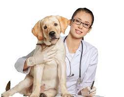 Serving the greater westside portland area including: Dog And Cat 720 562 Transprent Png Free Download Dog Puppy Labrador Retriever Cleanpng Kisspng