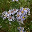 willow aster