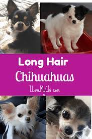 long hair chihuahuas i love my chi