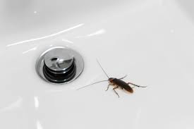 pour down the drain to kill roaches