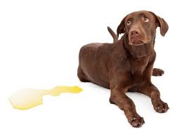 what does your dogs urine color mean