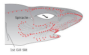 Αποτέλεσμα εικόνας για sensitivity of  shark