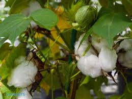 cotton ile ilgili gÃ¶rsel sonucu