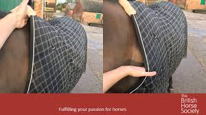 how to correctly fit your horse s rug