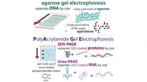 gel electropsis types choices
