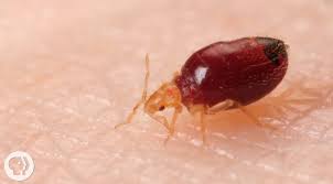 Bed Bugs Get Stopped In Their Tracks