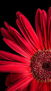 Gerbera Daisy Wallpaper 4k Red Flowers