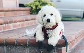 maltese and toy poodle mix dog