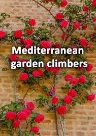 9 Climbing Plants Perfect For