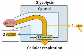 cellular metabolism and fermentation