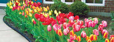 Bloom Time Landscaping With Bulbs