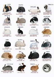 Rabbit Breed Chart Identification Charts Wildlife Farm